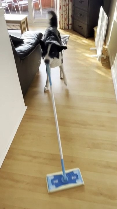 Dog Sweeps Floor With Sweeper