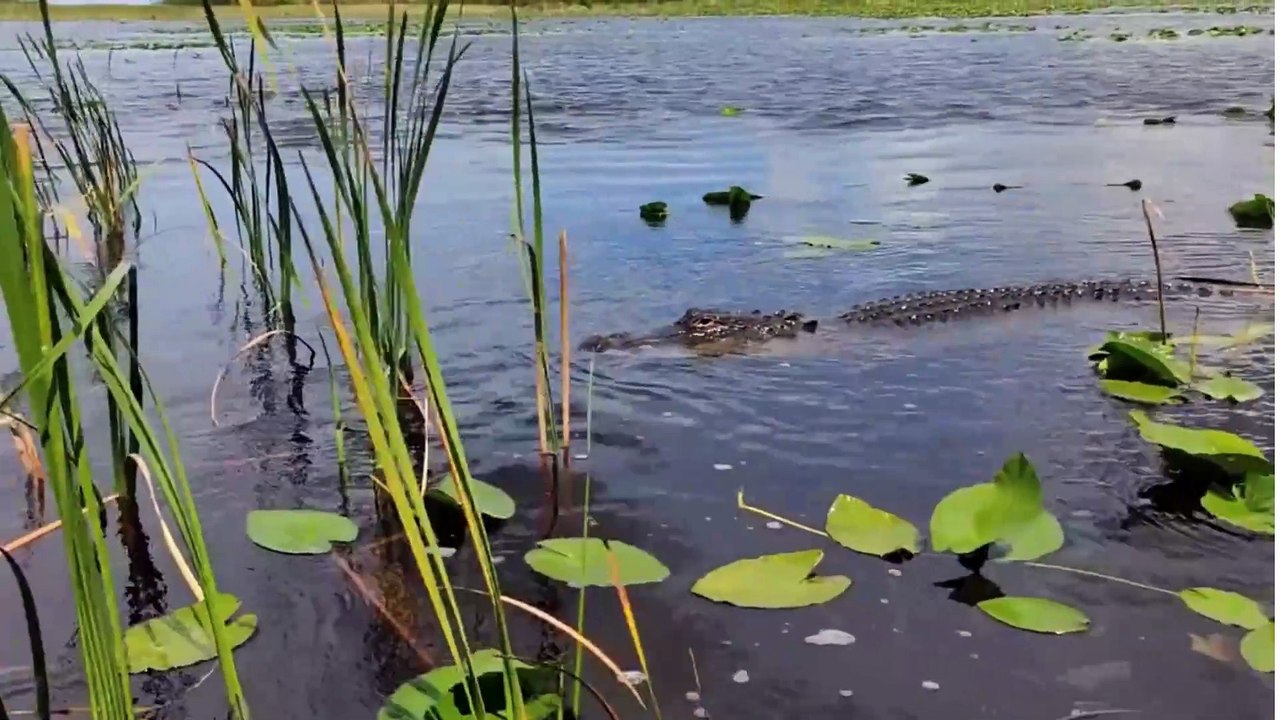 Masters of the Water: Crocodiles