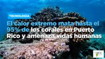 El calor extremo mata hasta el 95% de los corales en Puerto Rico y amenaza vidas humanas