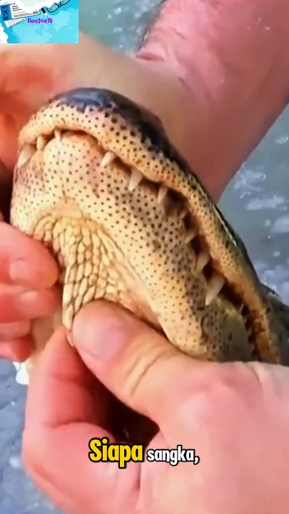 Alligator yang penuh tipu muslihat