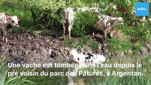 Une vache tombe à l'eau à Argentan, dans le parc de promenade des Pâtures