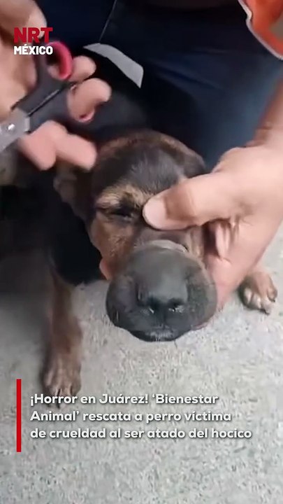 La crueldad hacia los animales alcanzó un punto alarmante en Juárez con el hallazgo de un perro atado del hocico, sufriendo un dol0r inmenso. La oportuna acción del equipo de Bienestar Animal permitió rescatar al animal, quien ahora se encuentra bajo cuid