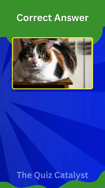 Test Your Cat Knowledge! 4 Fun Cat Nail Trivia Questions with Answers | Cat Quiz for Pet Lovers