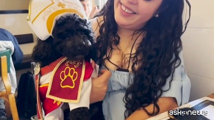 Habemus puppy: il cane Romeo vestito da papa fa sorridere