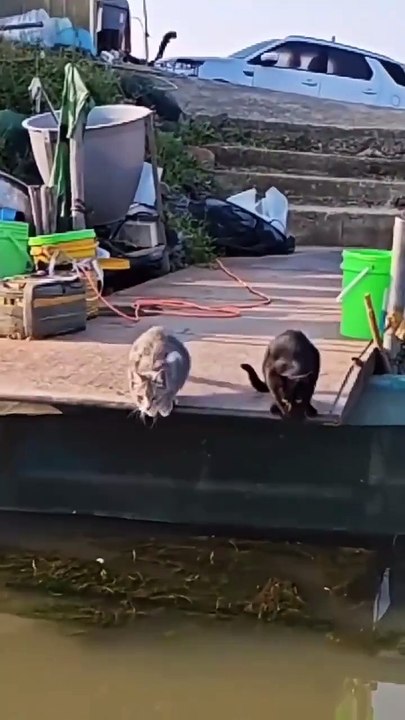 Animals love 😘 animal new viral funny video 😂 cats lovers 😻#shorts #shortvideos #funnyvideos #viralshorts #viralvideos #comedy #foryou