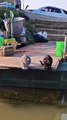 Animals love 😘 animal new viral funny video 😂 cats lovers 😻#shorts #shortvideos #funnyvideos #viralshorts #viralvideos #comedy #foryou