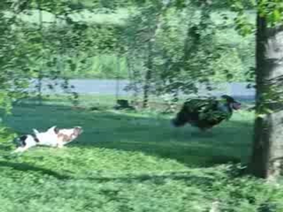 CHIENS COLLEYS ET CAVALIERS 1