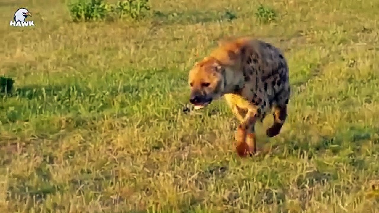 30 Tragic Moments! Wounded Hyena Carries Eagle On His Back, What Happens Next. Wild Animals