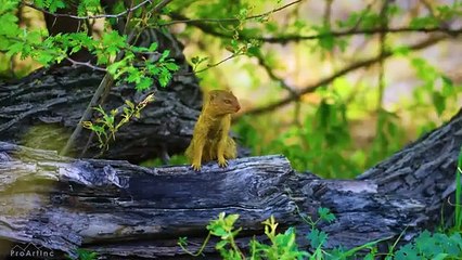 Amazing Wildlife of Botswana - 8K Nature Documentary Film (with music)
