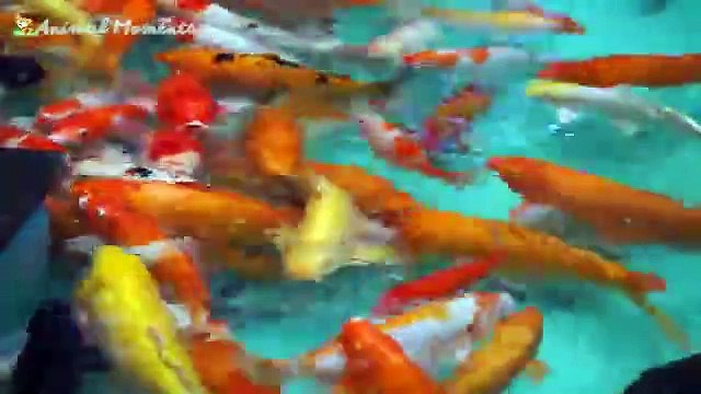 Cute little animals - Dog, cat, chicken, elephant, cow, tortoise - Animal sounds