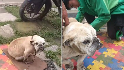 En video: autoridades rescataron a perra que era explotada en criadero de Bosa