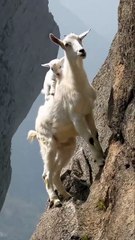 Baby Goat’s Wild Cliffside Play with Mom! #GoatJump #FunnyAnimals #NatureShorts