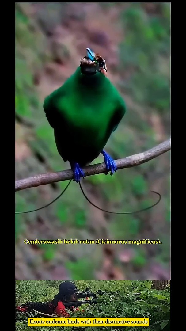 ⁣several types of exotic endemic birds with their distinctive sounds