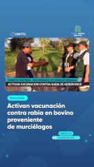 Activan vacunación contra rabia en bovino proveniente de murciélagos