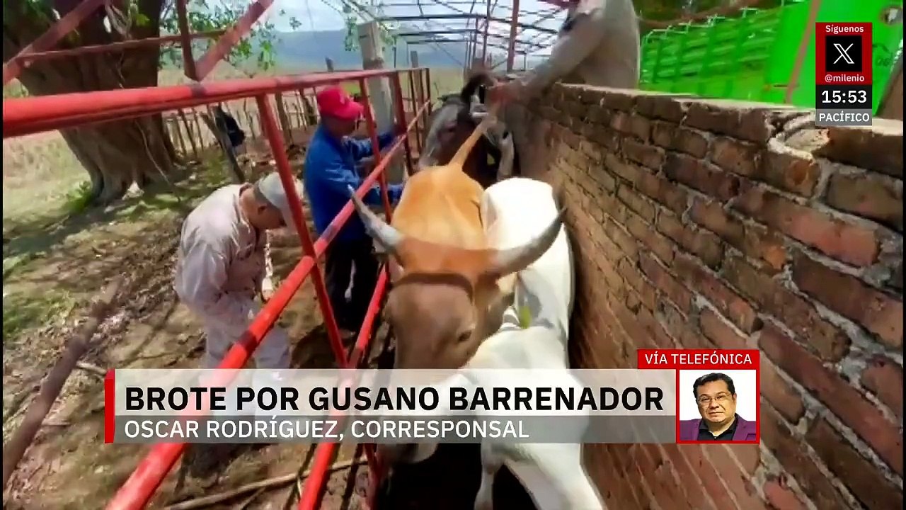 Confirman primer caso de gusano barrenador en Oaxaca; reportan cinco animales afectados