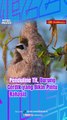 Penduline Tit, Burung Cerdik yang Bikin Pintu Rahasia di Sarangnya
