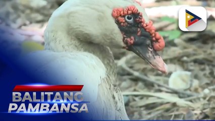 Unang kaso ng bird flu sa mga pato sa Camaligan, Camarines Sur, kinumpirma ng BAI