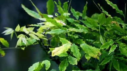 20 Minutes of Rain Sounds for Sleep Rest, Comfortable Relaxation, Insomnia