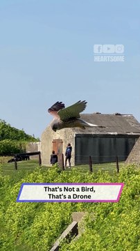 Mesmerizing Kestrel Hovers Mid-Air with Its Head Perfectly Still!