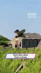 Mesmerizing Kestrel Hovers Mid-Air with Its Head Perfectly Still!