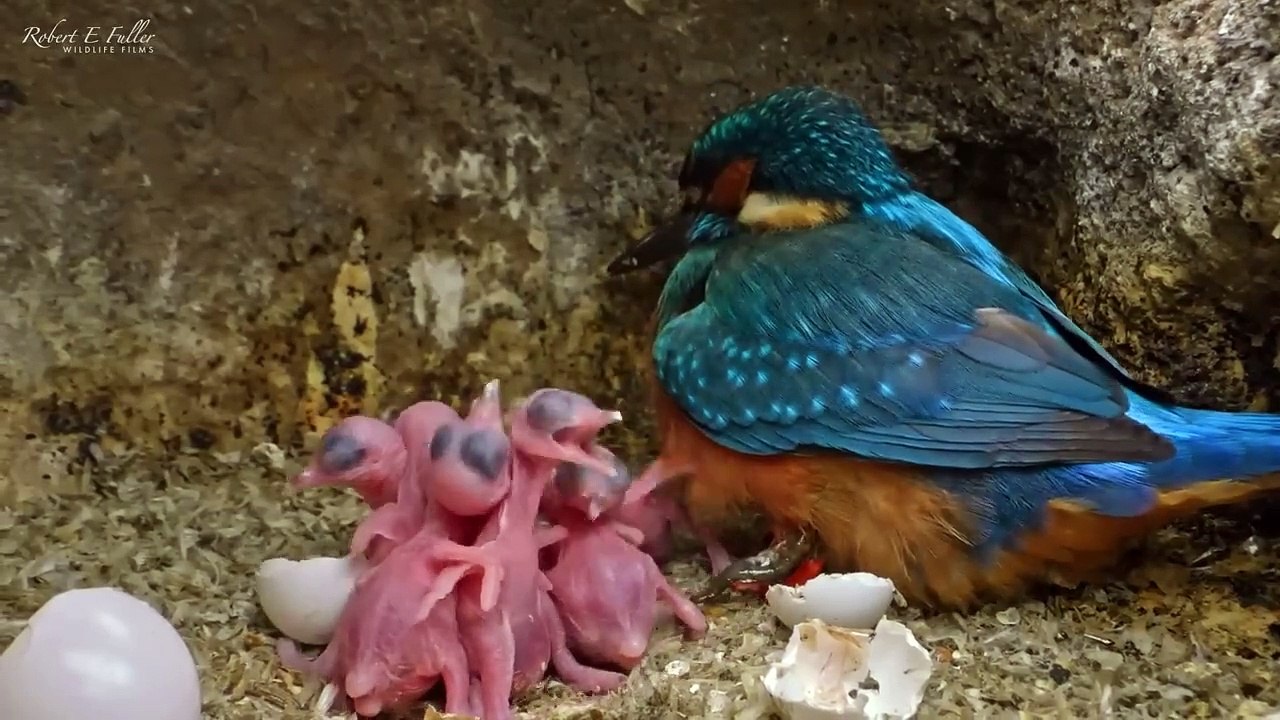 Filming Kingfishers Removing Egg Shells From the Nest | Discover Wildlife | Robert E Fuller