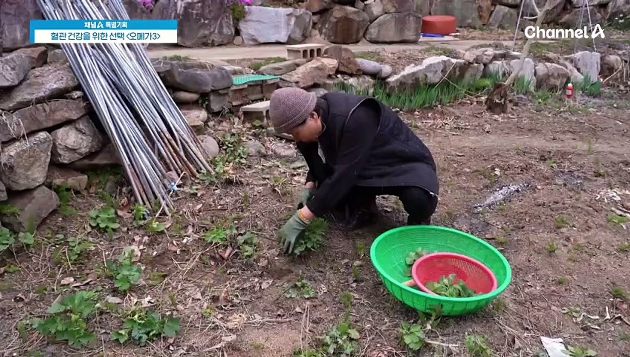 혈관질환 완화에 도움 되는 오메가3 제대로 알고 먹자!