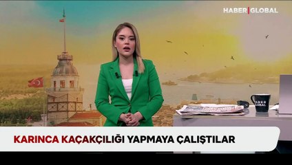 Karınca kaçakçılığı yapmaya çalıştılar! "Değeri 1 milyon doları aştı"