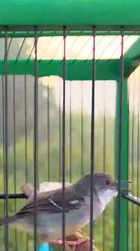 CIBLEK BIRD ,,KICAU MANIA MASTERAN