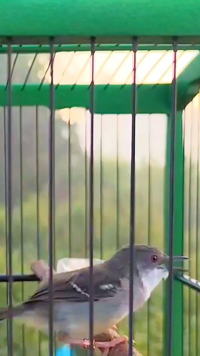 CIBLEK BIRD ,,KICAU MANIA MASTERAN