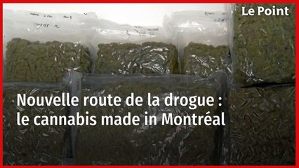Nouvelle route de la drogue : le cannabis made in Montréal