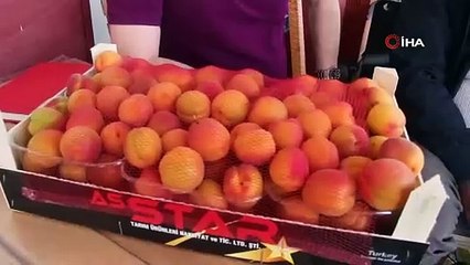 200 bin tonluk hasadın yarısı yurt dışına gidiyor