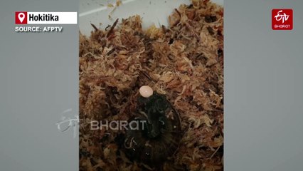 What The Shell: Scientists Marvel As NZ Snail Lays Egg From Neck