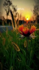 Powerful Dua to Ask Allah for Everything You Desire!