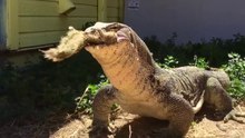 Giant Lizard.! Swallow goat without excuse