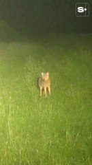 Un loup aperçu à Doische : « Il n’était pas farouche »