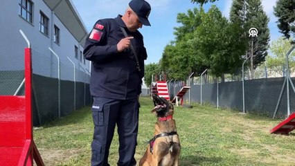 Bursa jandarmasının hassas burunları! Göreve hazır bekliyor