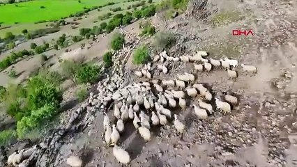 Türkiye'nin her yıl tekrarlanan büyüleyici ''Şafaklılar'' yolculuğu başladı...