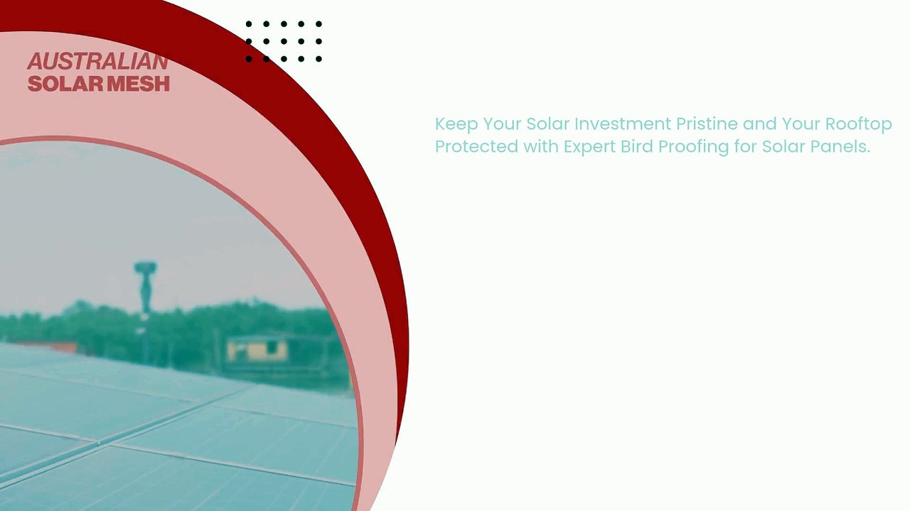 Silent Sentinels Above - Why Bird Proofing Solar Panels Is a Rooftop Necessity, Not a Luxury