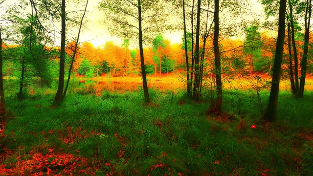 Autumn Soundscapes- Forest and Bird Songs - Nature Sounds Therapy 360°