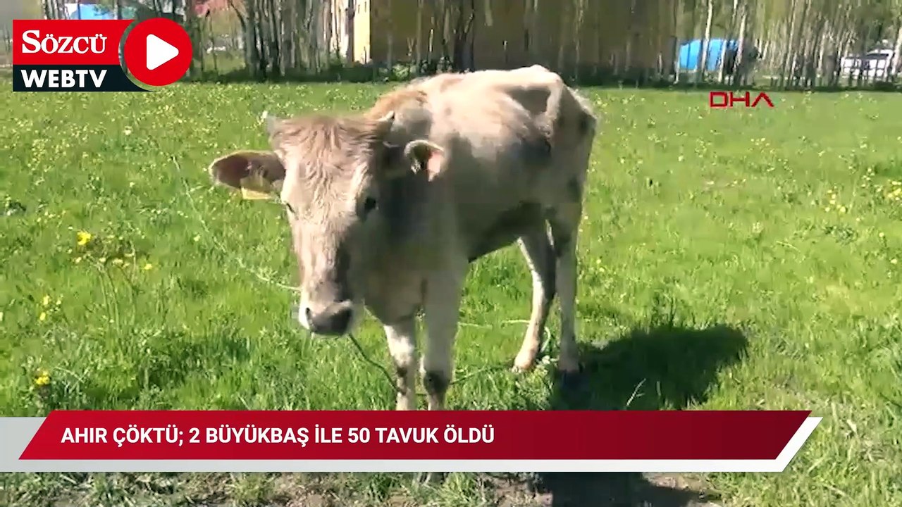 Ahır çöktü; 2 büyükbaş ile 50 tavuk öldü