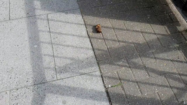 A dog poo trail filmed in South Street, Wellington.