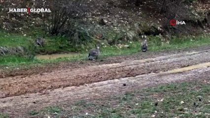 Nesli tehlike altındaki vaşaklar, kurtlar, tavşanlar... İşte fotokapanlarla Çankırı'daki yaban hayatı
