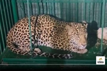 वन विभाग ने तेंदुए को पकड़ा