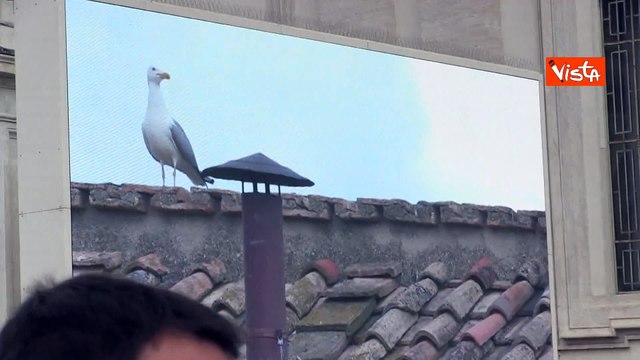 Conclave 2025, le immagini del gabbiano accanto al comignolo della Cappella Sistina nei maxischermi