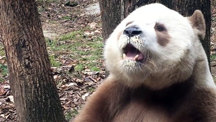 The daily life of pandas 🐼(81)   #Panda #Lovely