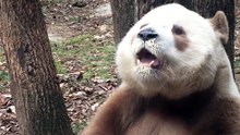The daily life of pandas 🐼(81)   #Panda #Lovely