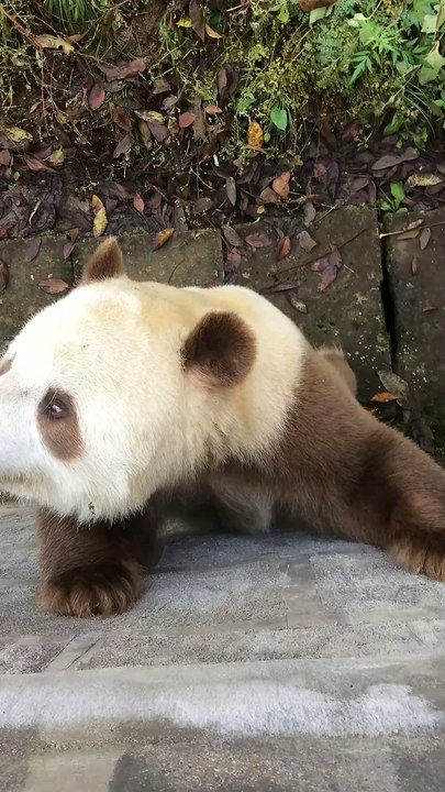The daily life of pandas 🐼(80)   #Panda #Lovely