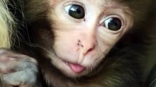 Heartfelt 'I Love You Baby' Moment  Adorable Baby Monkey Affection  #Shorts