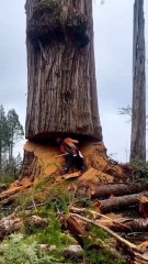 how-does-cut-large-trees-happen-ecologists-don't-approve