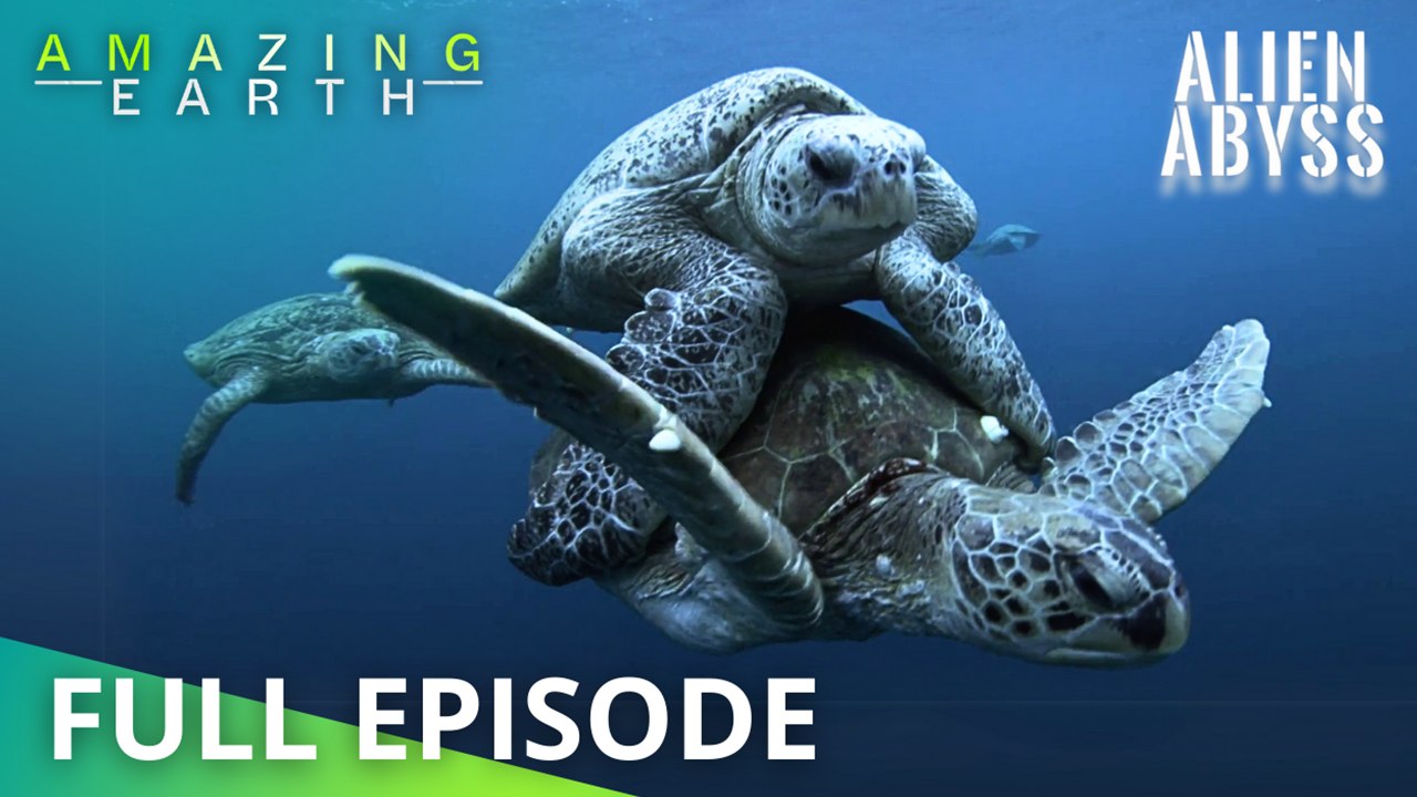 Amazing Earth: The strangest mating habits of sea creatures! - video ...